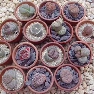 Lithops Living Stone Plant - 2 inch Pot - Unique Succulent Live Plant - Image 4