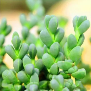 Lithops Living Stone Seeds - Rare Succulent Cactus Seeds - Easy Grow Indoor/Outdoor - Image 1