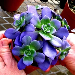 Lithops Living Stone Succulent Seeds - Rare Flower Cactus Plant Seeds - Easy to Grow Indoor/Outdoor - Image 2