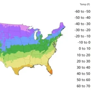Lithops Living Stones Flower Succulent Cactus Seeds - Rare & Easy to Grow - Image 3