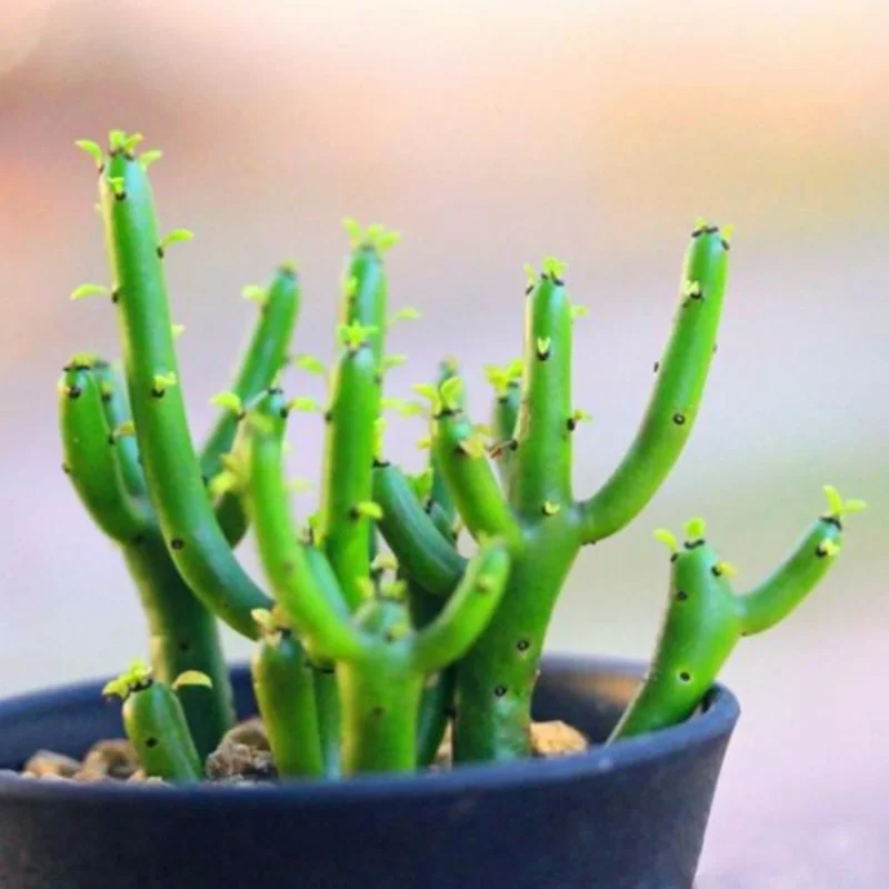 Lithops Living Stones Flower Succulent Cactus Seeds - Rare Indoor/Outdoor Plant - Image 1