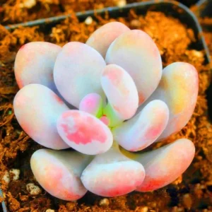 Lithops Living Stones Succulent Cactus Seeds - Rare Indoor/Outdoor Plant Seeds - Image 1