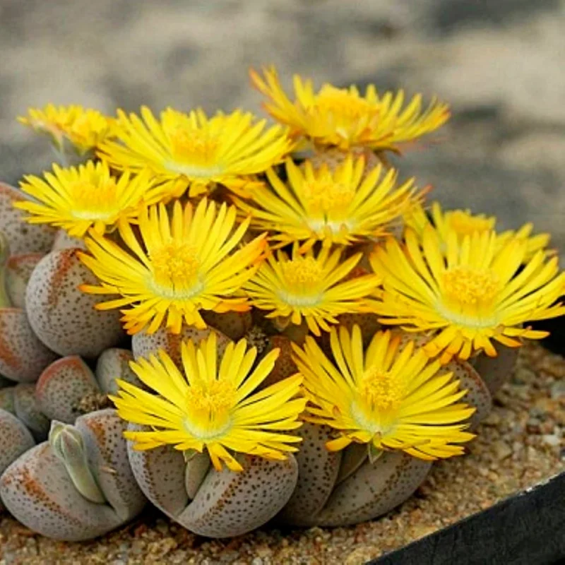 Lithops Living Stones Succulent Seeds - Rare Cactus Flower Bonsai - Indoor/Outdoor - Image 1