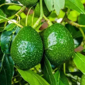 Little Cado Avocado Tree - Grafted Live Fruit Plant 3 Gallon Pot - Indoor/Outdoor - Image 3