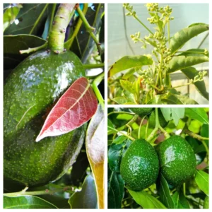 Little Cado Avocado Tree - Grafted Live Fruit Plant 3 Gallon Pot - Indoor/Outdoor - Image 1