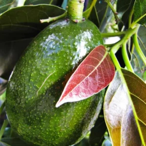 Little Cado Avocado Tree - Grafted Live Fruit Plant 3 Gallon Pot - Indoor/Outdoor - Image 4