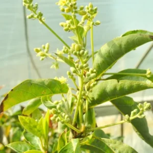 Little Cado Avocado Tree - Grafted Live Fruit Plant 3 Gallon Pot - Indoor/Outdoor - Image 5