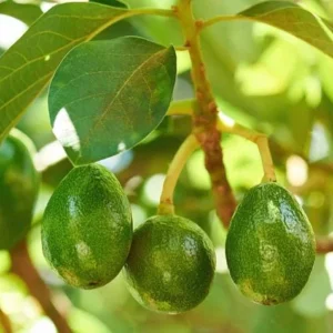 Little Cado Avocado Tree - Grafted Live Fruit Plant 3 Gallon Pot - Indoor/Outdoor - Image 6