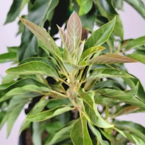 Little Cado Avocado Tree - Grafted Live Fruit Plant 3 Gallon Pot - Indoor/Outdoor - Image 7