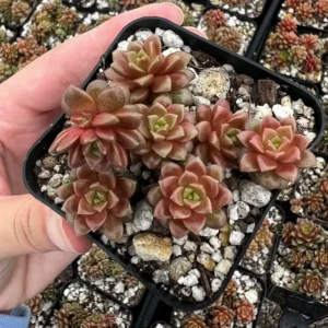 Little Gem Cremnosedum Succulent Live Plant - 2 inch Pot - Indoor/Outdoor - Image 4