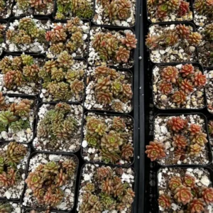 Little Gem Cremnosedum Succulent Live Plant - 2 inch Pot - Indoor/Outdoor - Image 6