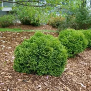 Little Giant Dwarf Arborvitae Live Plant – 6