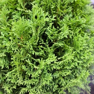 Little Giant Dwarf Arborvitae Live Plant – 6