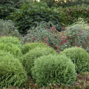 Little Giant Dwarf Arborvitae Live Plant – 6