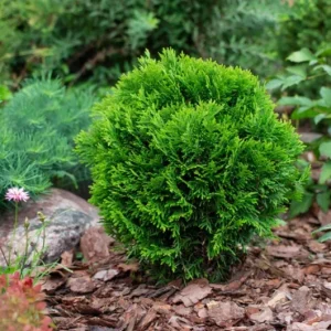 Little Giant Dwarf Arborvitae Live Plant – 6