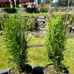 Little Giant Dwarf Arborvitae Live Plant – 6
