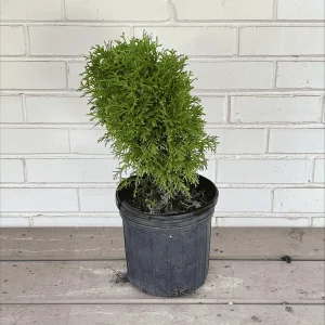 Little Giant Eastern Arborvitae Live Plant – Thuja Occidentalis 'Little Giant' – 1 Gallon Potted - Image 2