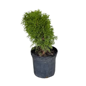 Little Giant Eastern Arborvitae Live Plant – Thuja Occidentalis 'Little Giant' – 1 Gallon Potted - Image 1