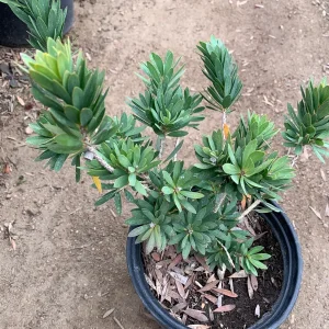 Little John Dwarf Bottlebrush Live Plant – 6