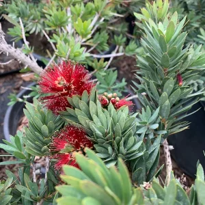 Little John Dwarf Bottlebrush Live Plant – 6