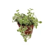 Little Missy Sedum Succulent Live Plant – 2.5 inch Pot – Hardy Indoors or Out - Image 1
