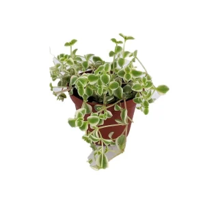 Little Missy Sedum Succulent Live Plant – 2.5 inch Pot – Hardy Indoors or Out - Image 2