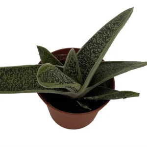 Little Warty Gasteria Succulent Plant - Live - 2.5 inch Pot - Indoor - Image 2