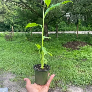 Live Cardamom Plant - Elettaria cardamomum - 15+