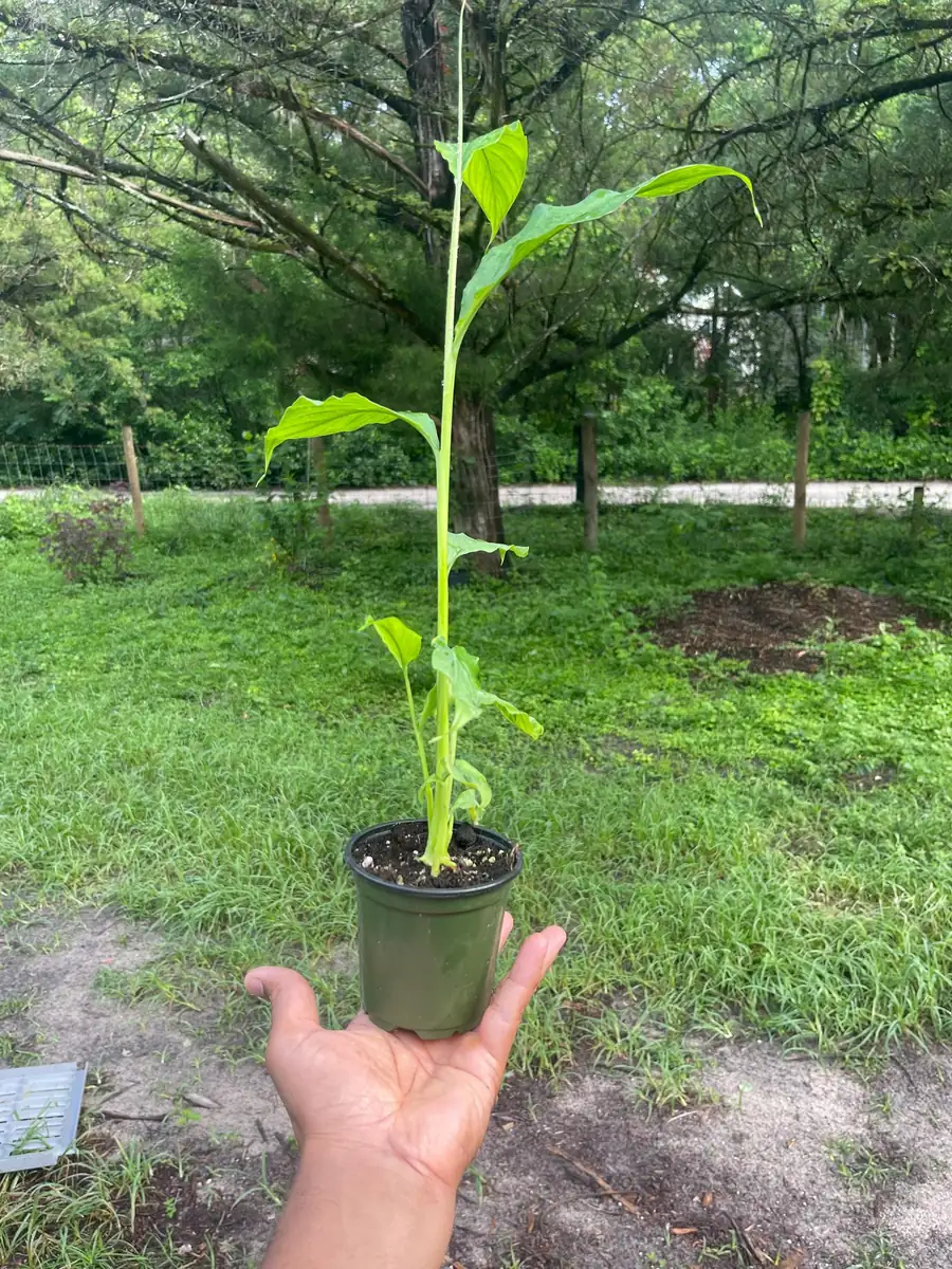 Live Cardamom Plant - Elettaria cardamomum - 15+" Tall - 4" Pot - Indoor/Outdoor Spice Plant - Image 2