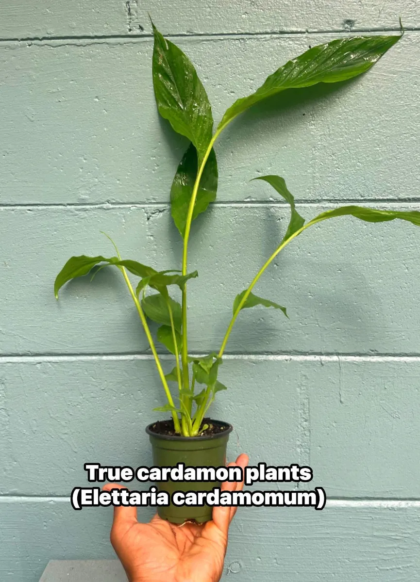Live Cardamom Plant - Elettaria cardamomum - 15+" Tall - 4" Pot - Indoor/Outdoor Spice Plant - Image 1