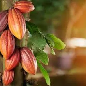 Live Cocoa Plant - Theobroma Cacao in 0.5 Gallon Pot - Indoor/Outdoor - Image 2