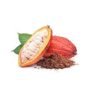 Live Cocoa Plant - Theobroma Cacao in 0.5 Gallon Pot - Indoor/Outdoor - Image 3