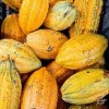 Live Cocoa Plant - Theobroma Cacao in 0.5 Gallon Pot - Indoor/Outdoor - Image 1