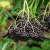 Live Elderberry Plant - Sambucus Shrub - Outdoor Fruit Plant - Image 1