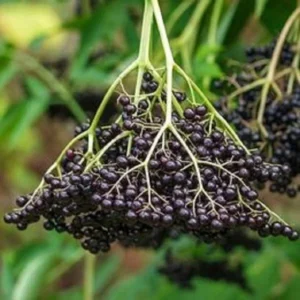 Live Elderberry Plant - Sambucus Shrub - Outdoor Fruit Plant - Image 1