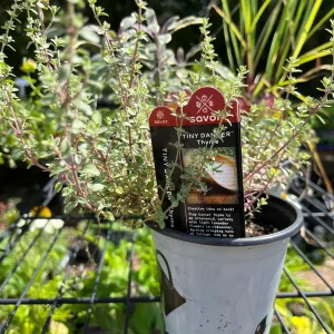 Live Herb Plant Collection - Ready to Grow Herb Garden - 3-4 inch Containers - Indoor/Outdoor - Image 8