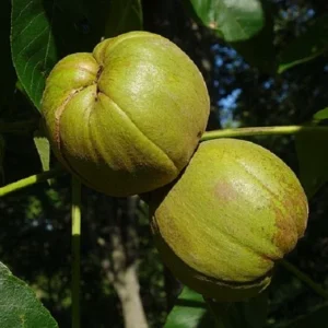 Live Hickory King Nut Tree – Carya Genus – Live Plant – 3 ft Tall – Outdoor - Image 1