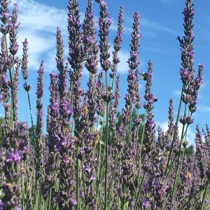 Live Lavender Grosso Plant Starter - Fragrant Perennial Herb - Outdoor - Image 5