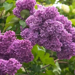 Live lilac bush – Syringa – Live plant – Outdoor – Purple - Image 1