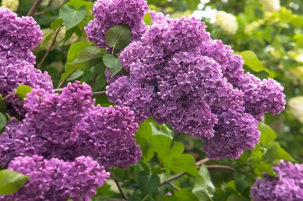 Live lilac bush – Syringa – Live plant – Outdoor – Purple - Image 1