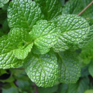 Live Mint Plant – 6-inch Tall – 3.5-inch Pot – Fragrant Culinary Herb – Indoor/Outdoor - Image 2