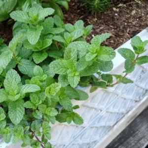 Live Mint Plant – 6-inch Tall – 3.5-inch Pot – Fragrant Culinary Herb – Indoor/Outdoor - Image 3