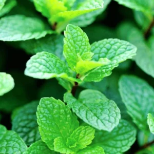 Live Mint Plant – 6-inch Tall – 3.5-inch Pot – Fragrant Culinary Herb – Indoor/Outdoor - Image 1