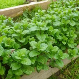 Live Mint Plant – 6-inch Tall – 3.5-inch Pot – Fragrant Culinary Herb – Indoor/Outdoor - Image 4