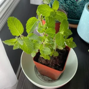Live Mint Plant – 6-inch Tall – 3.5-inch Pot – Fragrant Culinary Herb – Indoor/Outdoor - Image 5