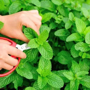 Live Mint Plant – 6-inch Tall – 3.5-inch Pot – Fragrant Culinary Herb – Indoor/Outdoor - Image 6