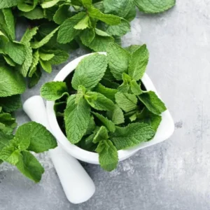 Live Mint Plant – 6-inch Tall – 3.5-inch Pot – Fragrant Culinary Herb – Indoor/Outdoor - Image 7