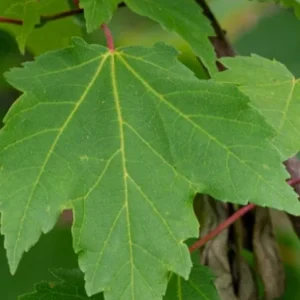 Live Native Red Maple Tree – 12–16" Tall – Quart Pot – Hardy, Fast-Growing Shade Tree – No Shipping to AK, HI, or PR - Image 2