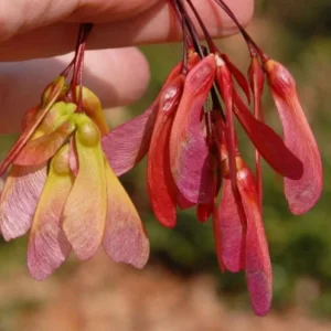 Live Native Red Maple Tree – 12–16" Tall – Quart Pot – Hardy, Fast-Growing Shade Tree – No Shipping to AK, HI, or PR - Image 3