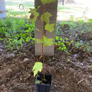 Live Native Red Maple Tree – 12–16" Tall – Quart Pot – Hardy, Fast-Growing Shade Tree – No Shipping to AK, HI, or PR - Image 4